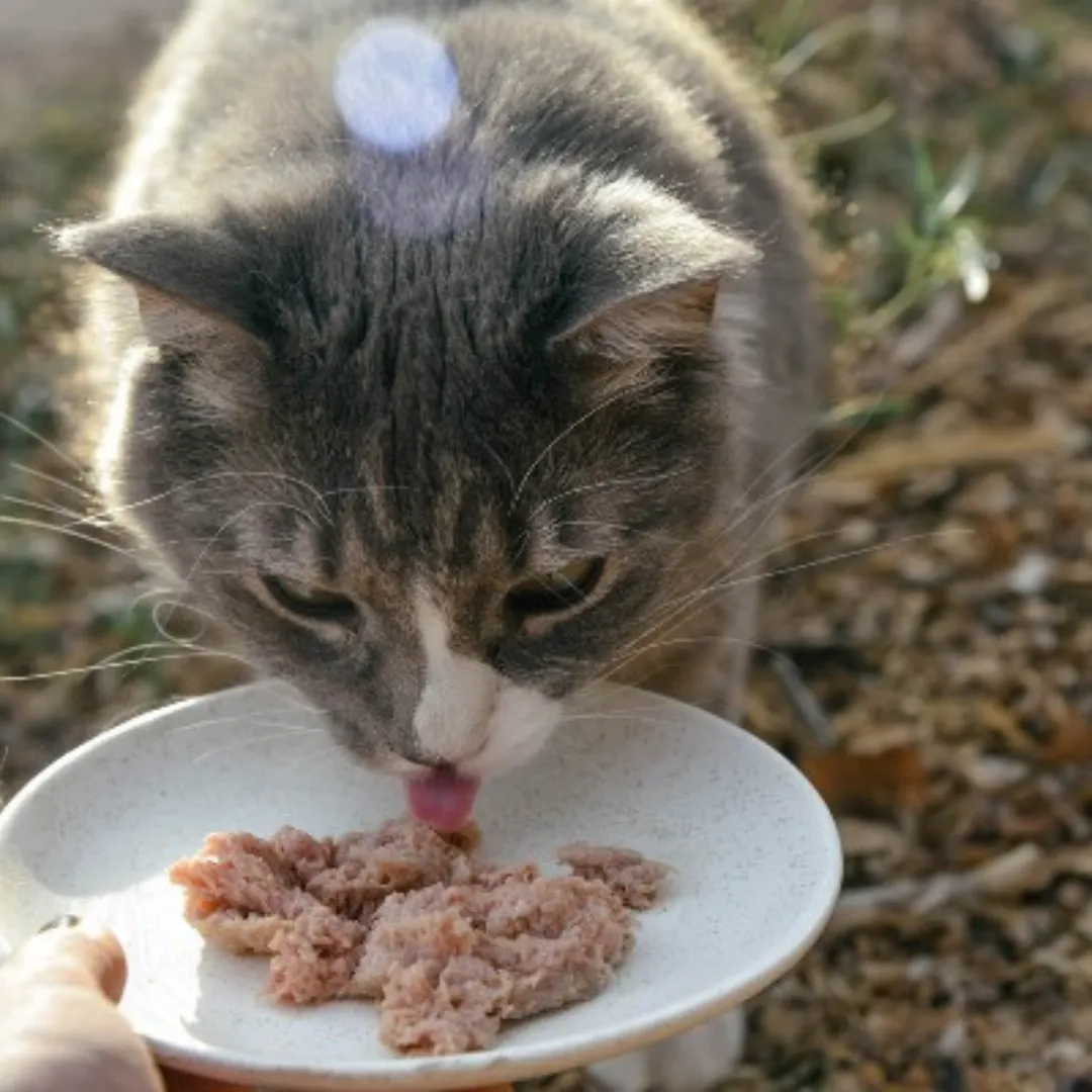 Boss Cat Frozen Raw Entree Chicken Cat Food