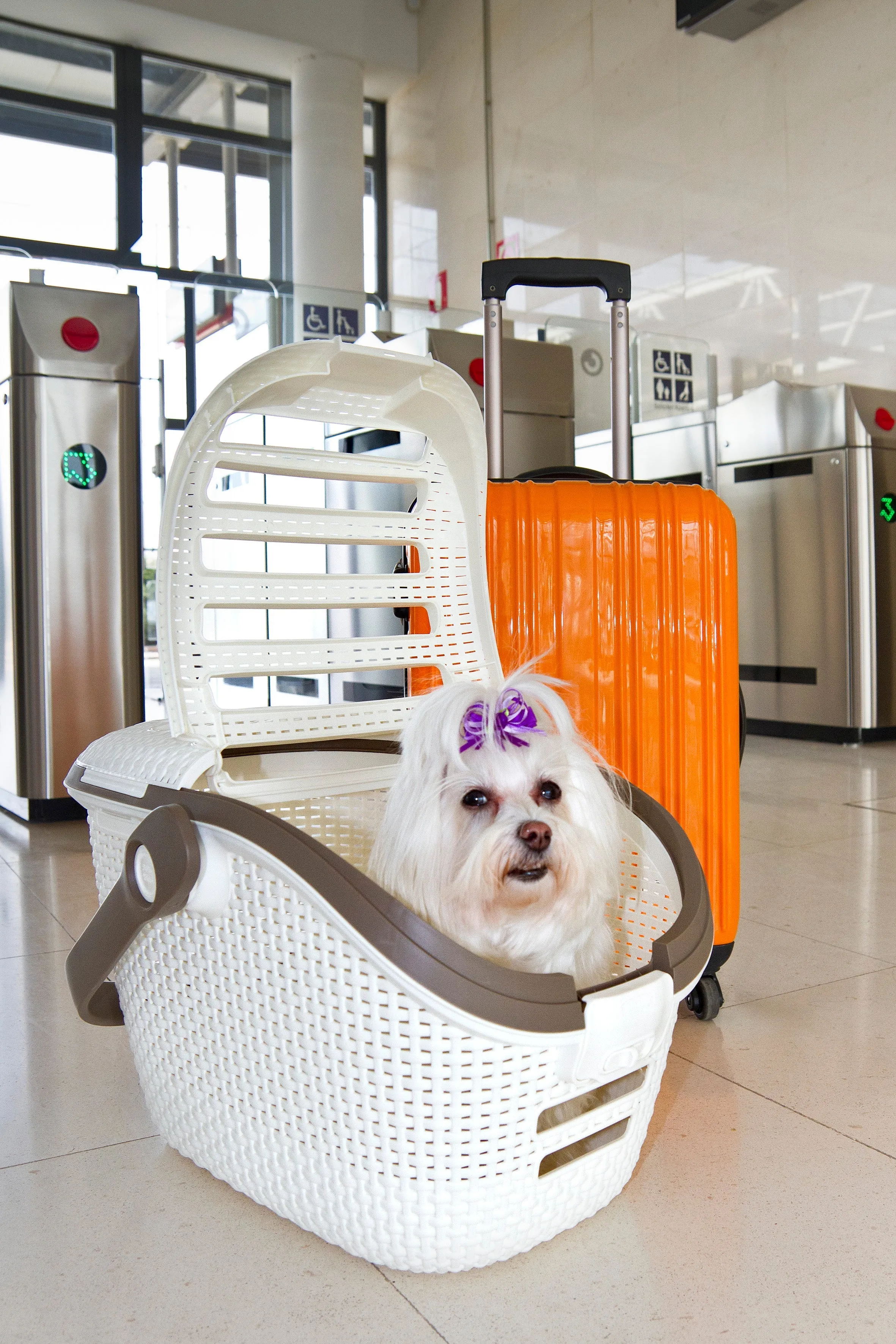 Curver Pet Carrier
