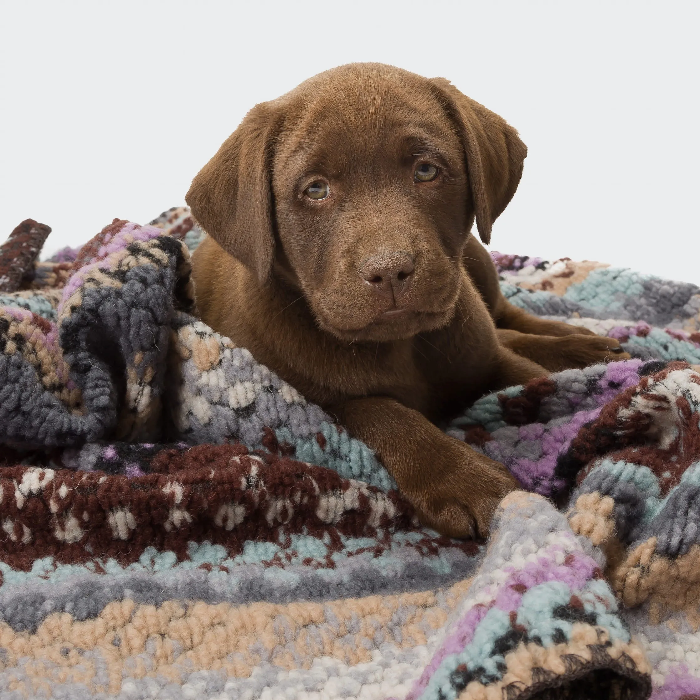 Dog Blanket Woodstock
