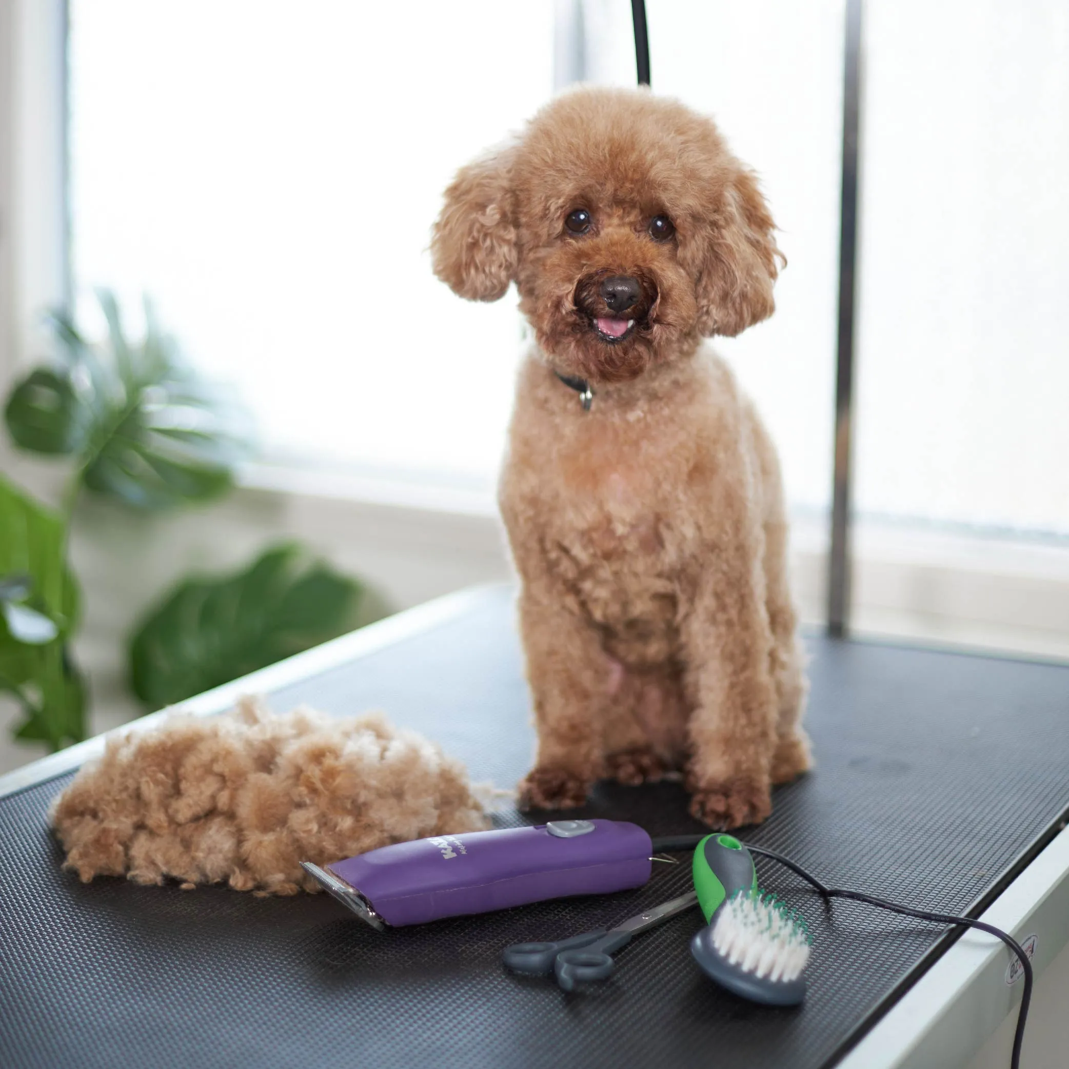 Pro Plus Brushless Dog Clipper