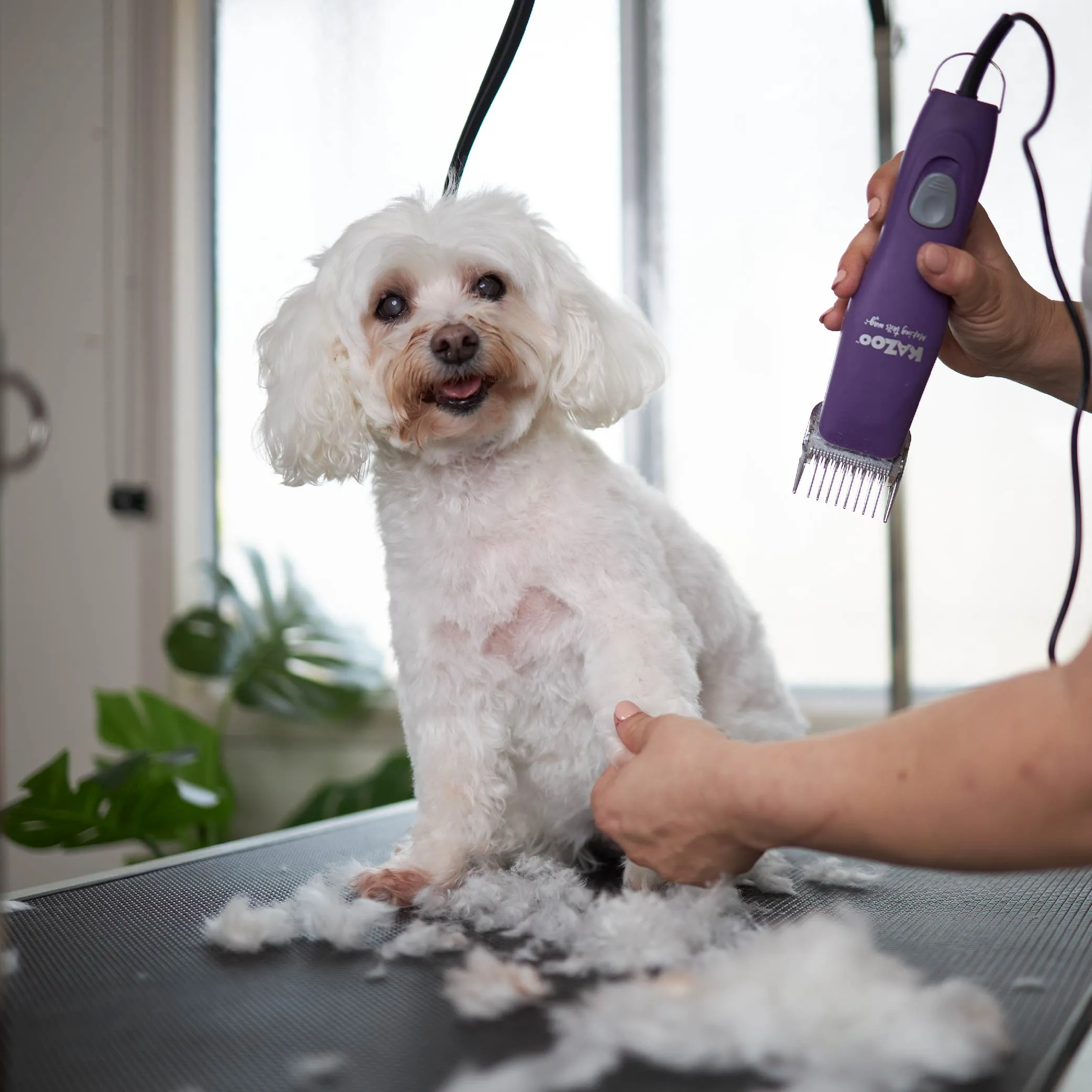 Pro Plus Brushless Dog Clipper