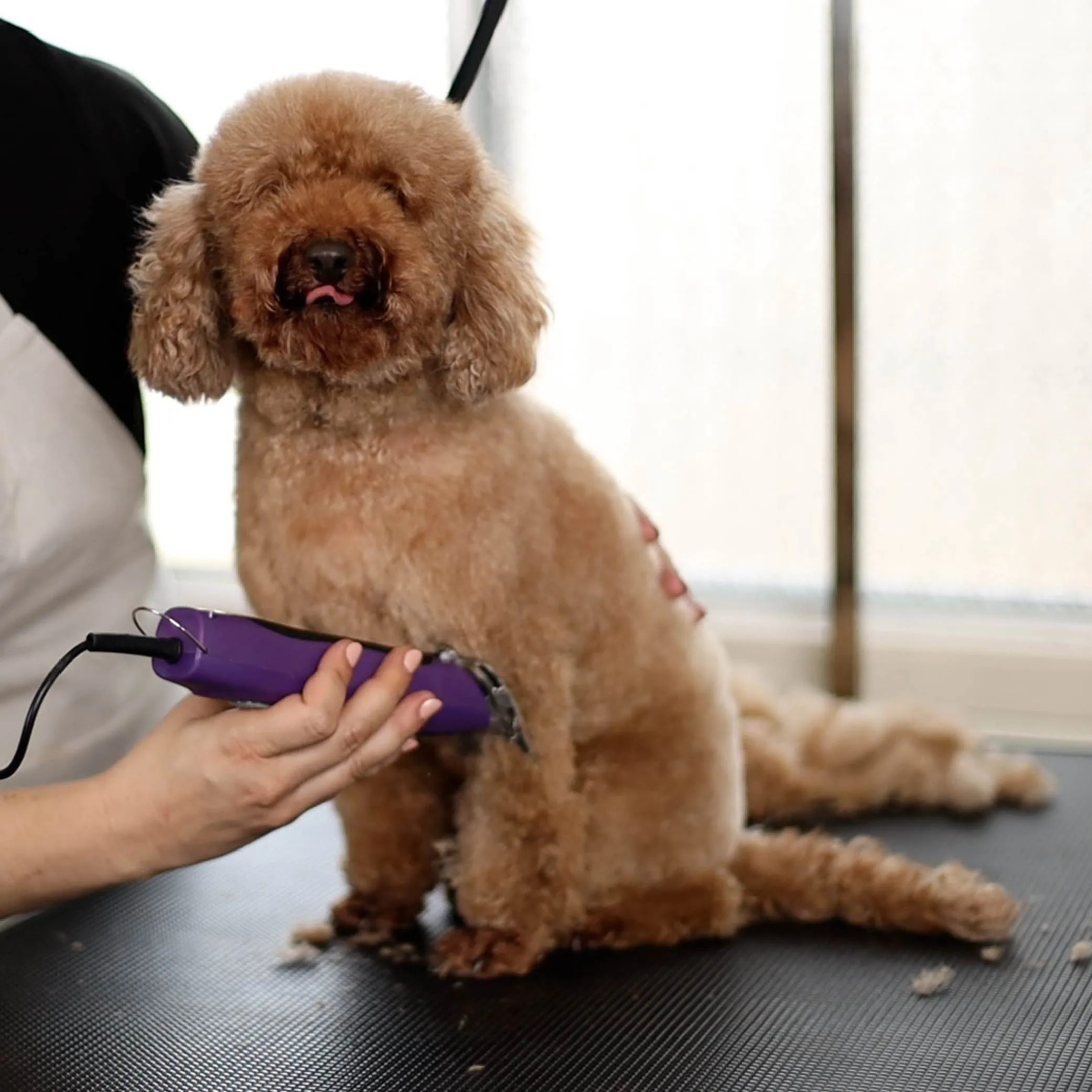 Pro Plus Brushless Dog Clipper