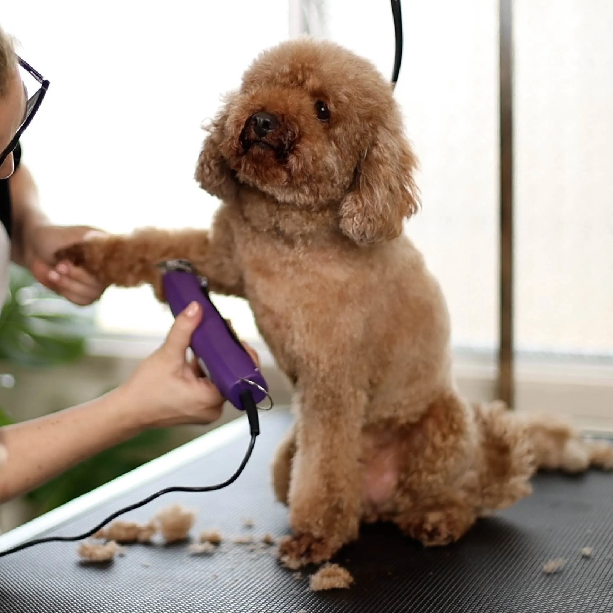 Pro Plus Brushless Dog Clipper