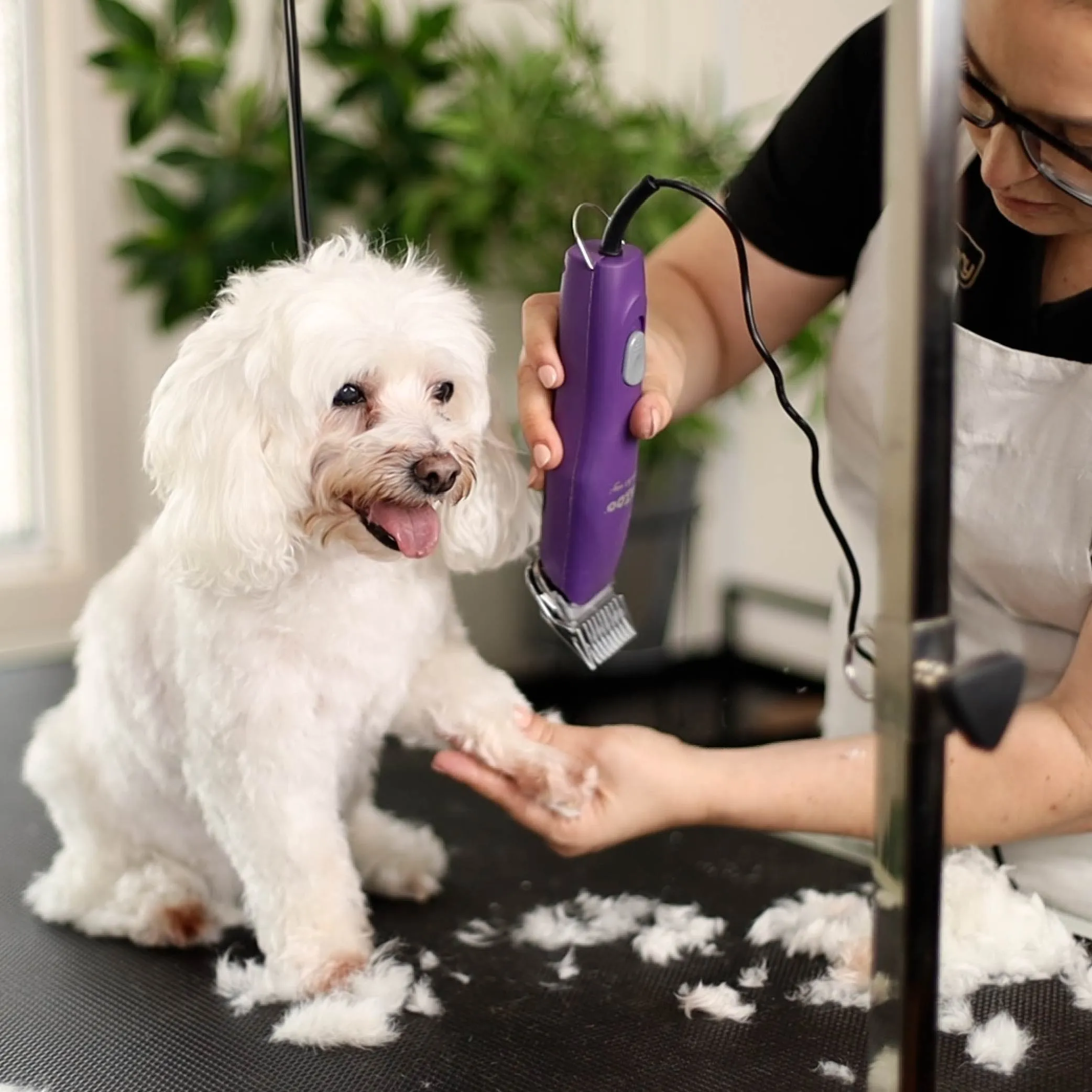 Pro Plus Brushless Dog Clipper