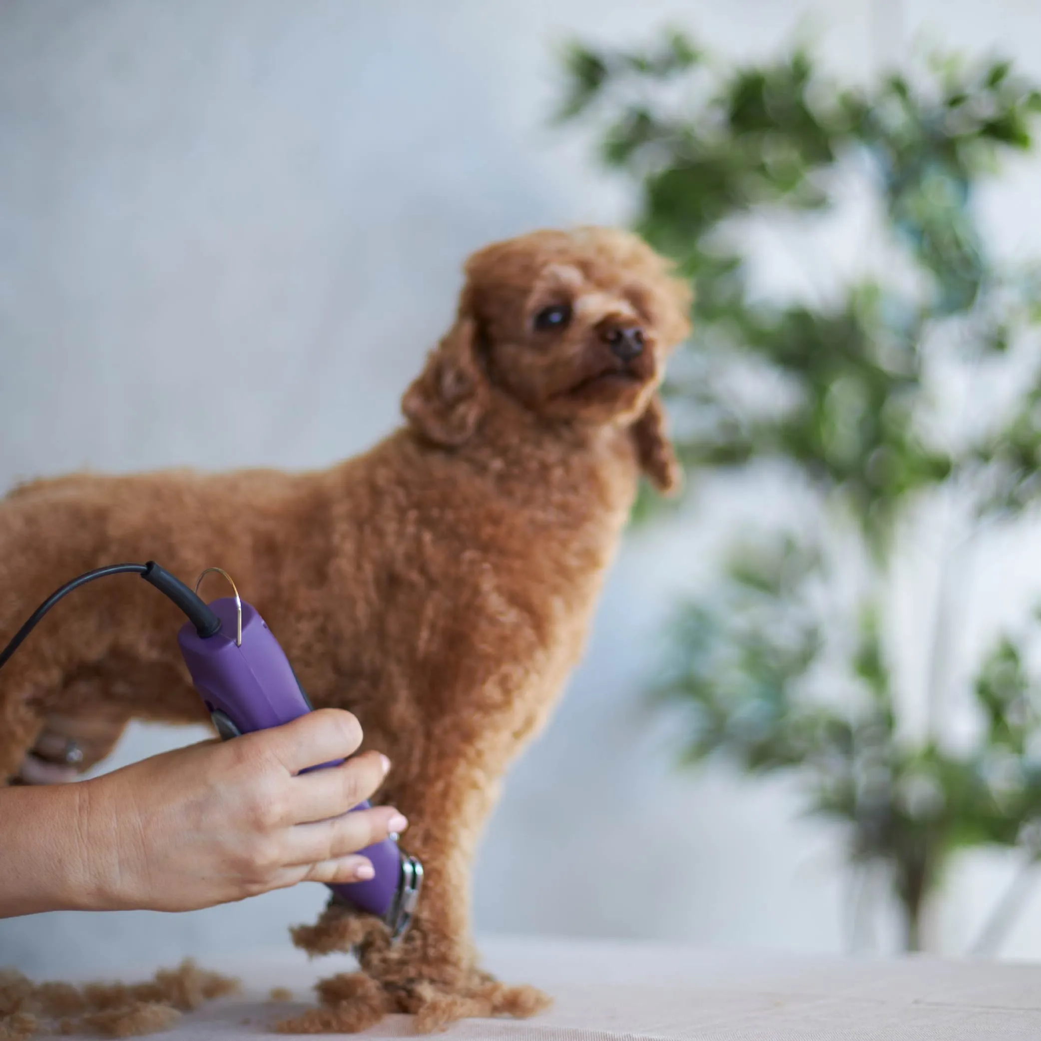 Pro Plus Brushless Dog Clipper