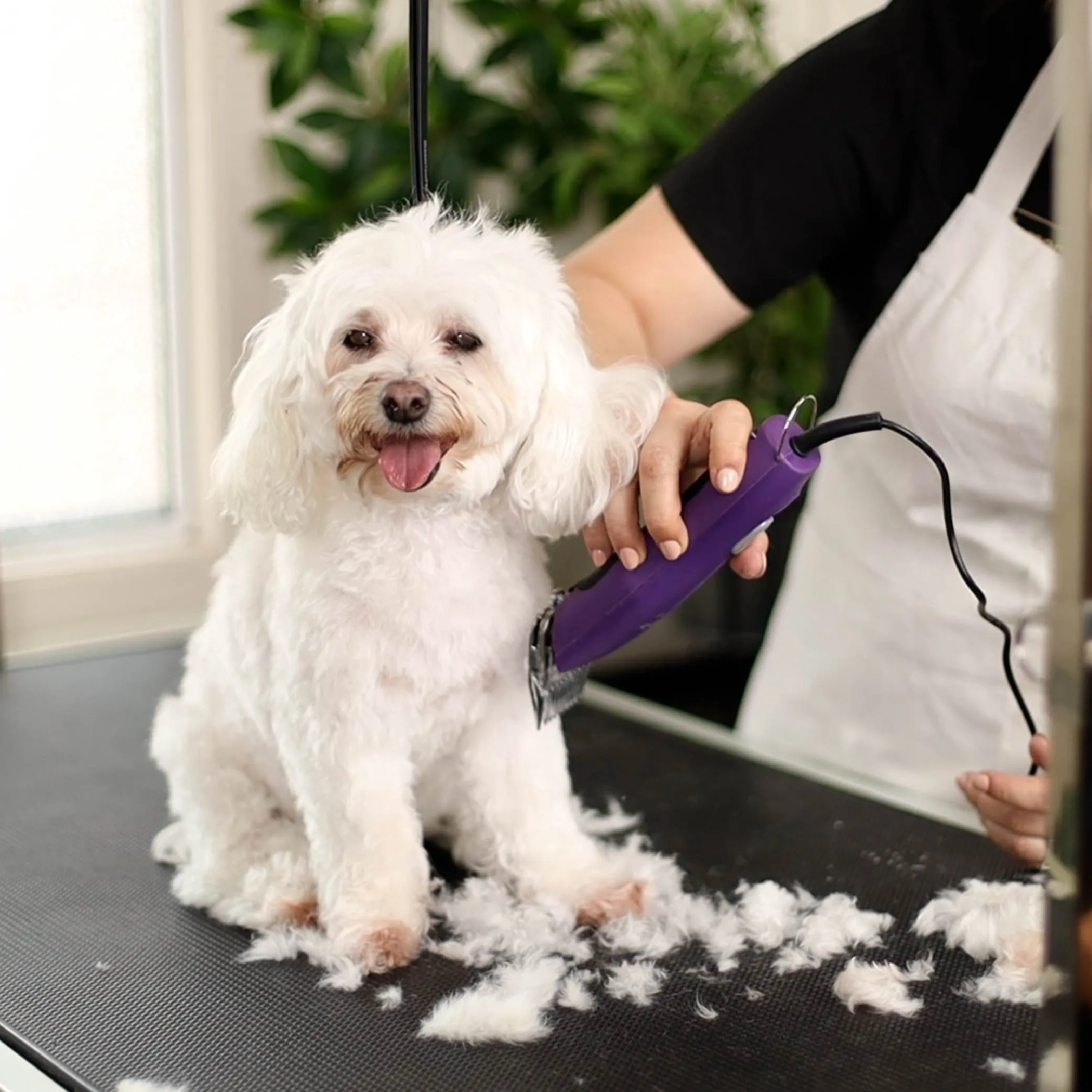 Pro Plus Brushless Dog Clipper