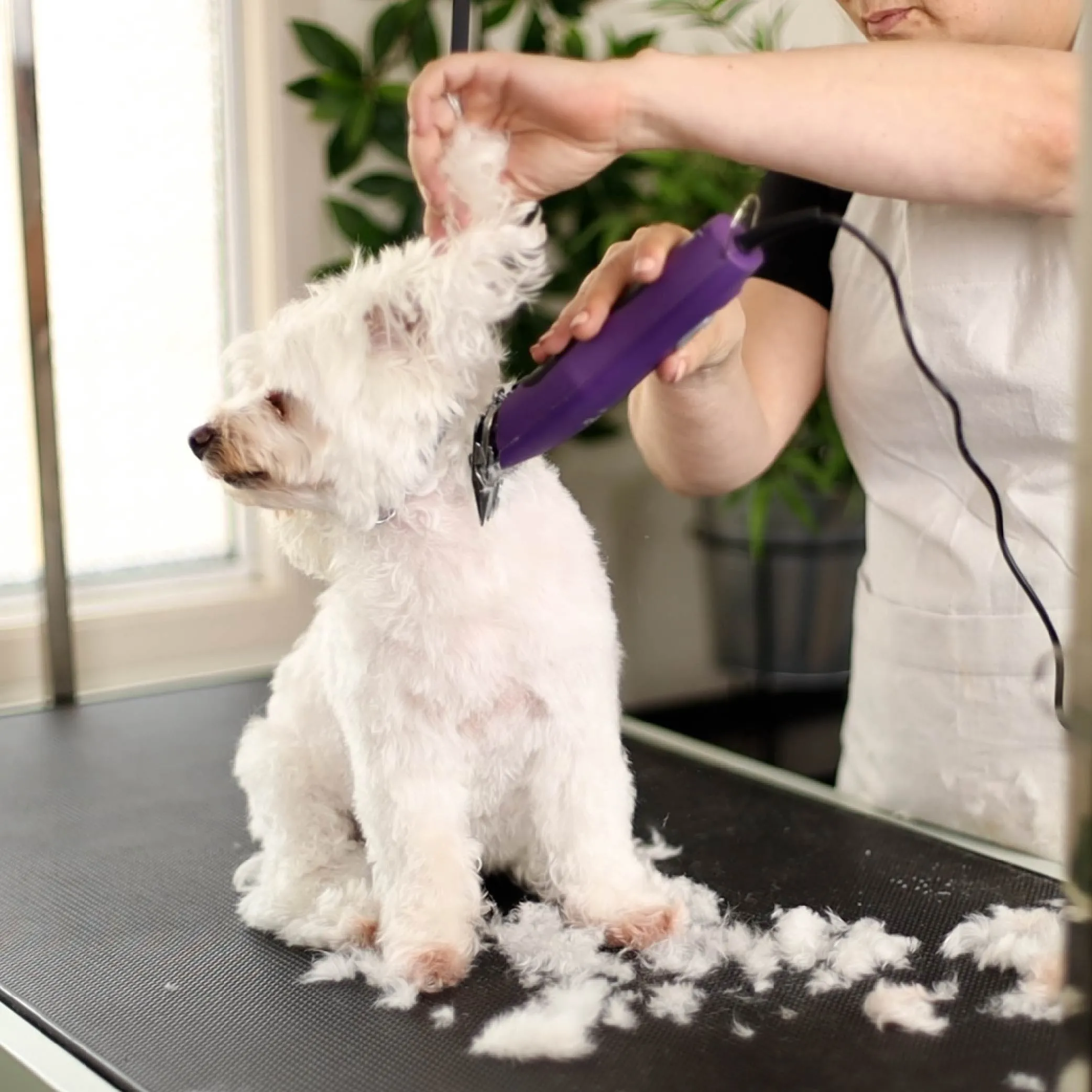 Pro Plus Brushless Dog Clipper