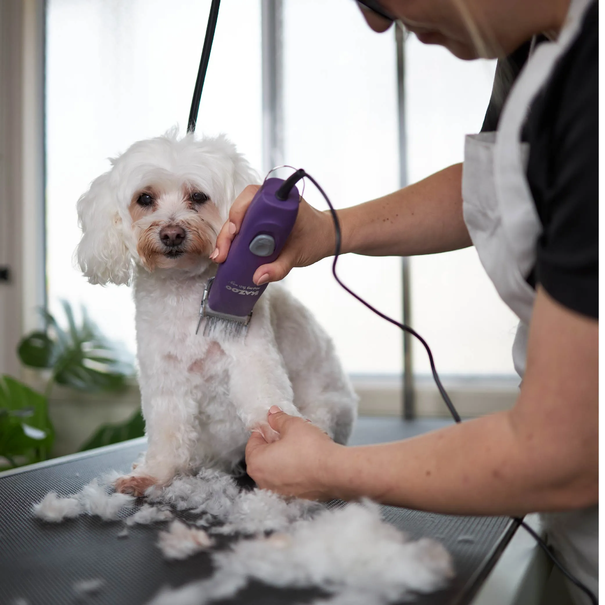 Pro Plus Brushless Dog Clipper