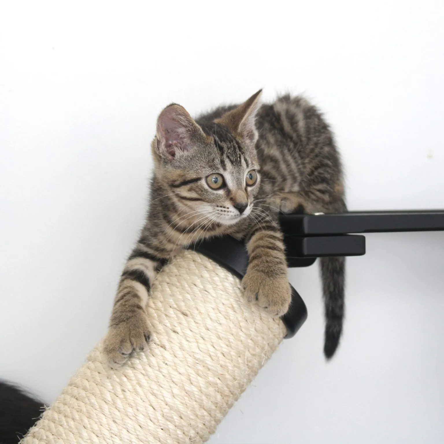 The Crossroads Wall Cat Scratcher - Cat Tree Condo - by Catastrophic Creations