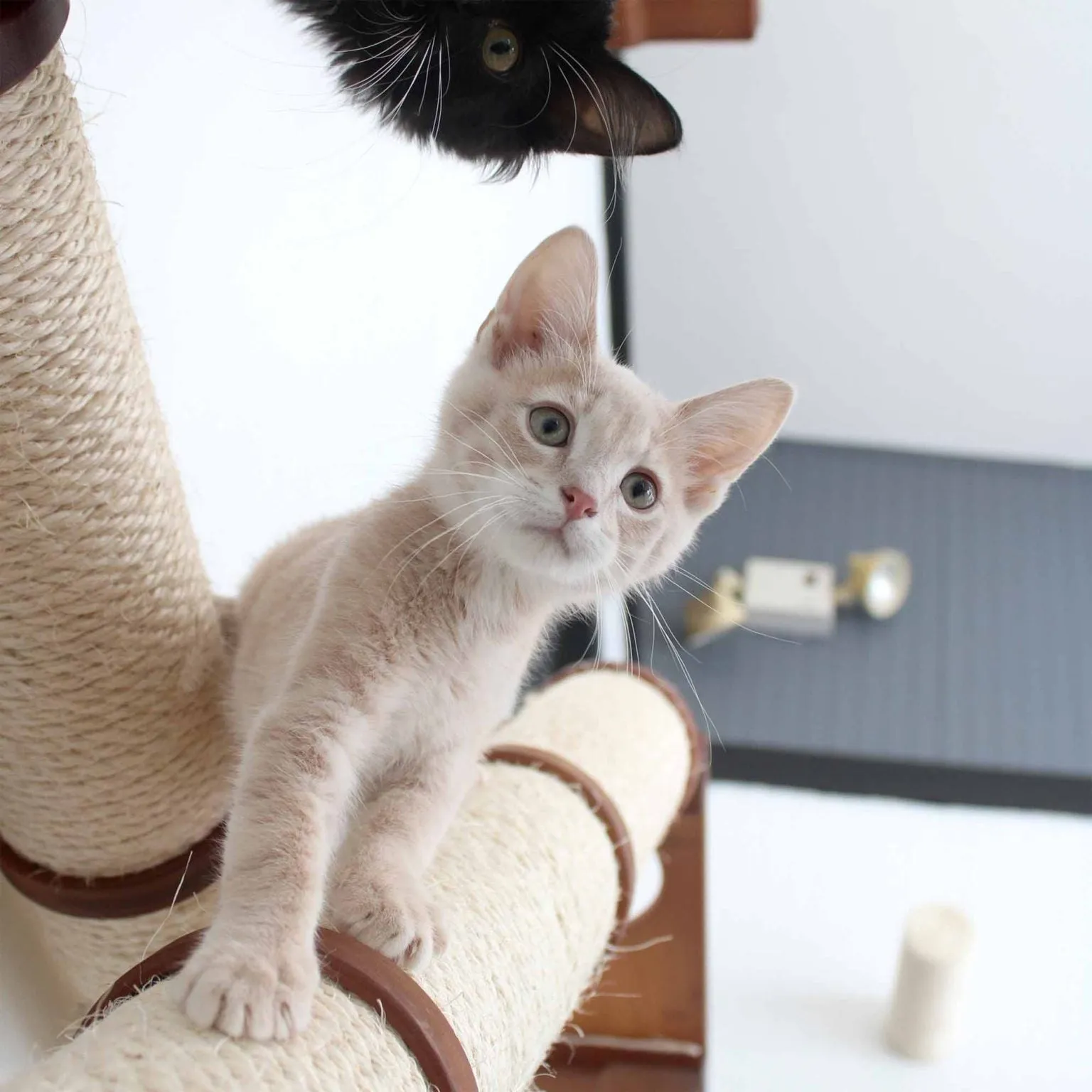 The Crossroads Wall Cat Scratcher - Cat Tree Condo - by Catastrophic Creations